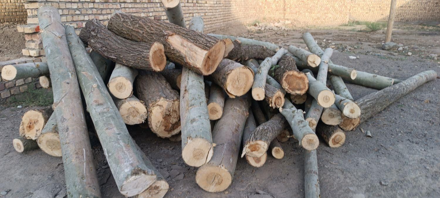 خرید انواع چوب باغی وخانه و....باقیمت بالا|خدمات باغبانی و درختکاری|نیشابور, شهید بهشتی|دیوار