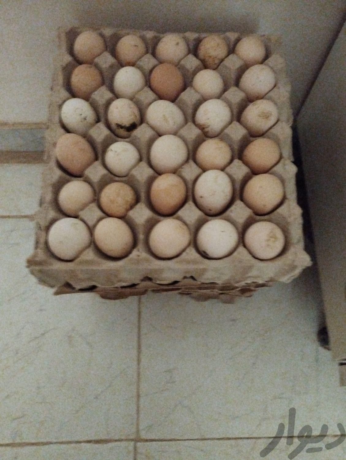 تخم مرغ محلی|حیوانات مزرعه|رفسنجان, |دیوار