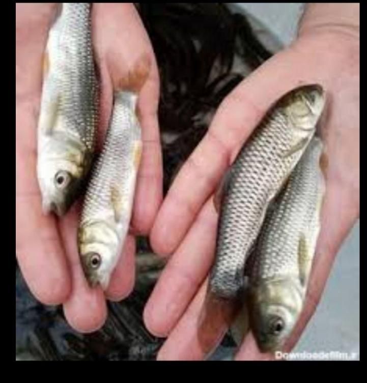 ماهی سفید لهستانی|ماهی|سبزوار, شهرک اندیشه|دیوار