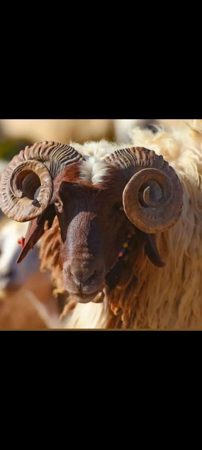بره نر چاق برای قربان|حیوانات مزرعه|صحنه, |دیوار