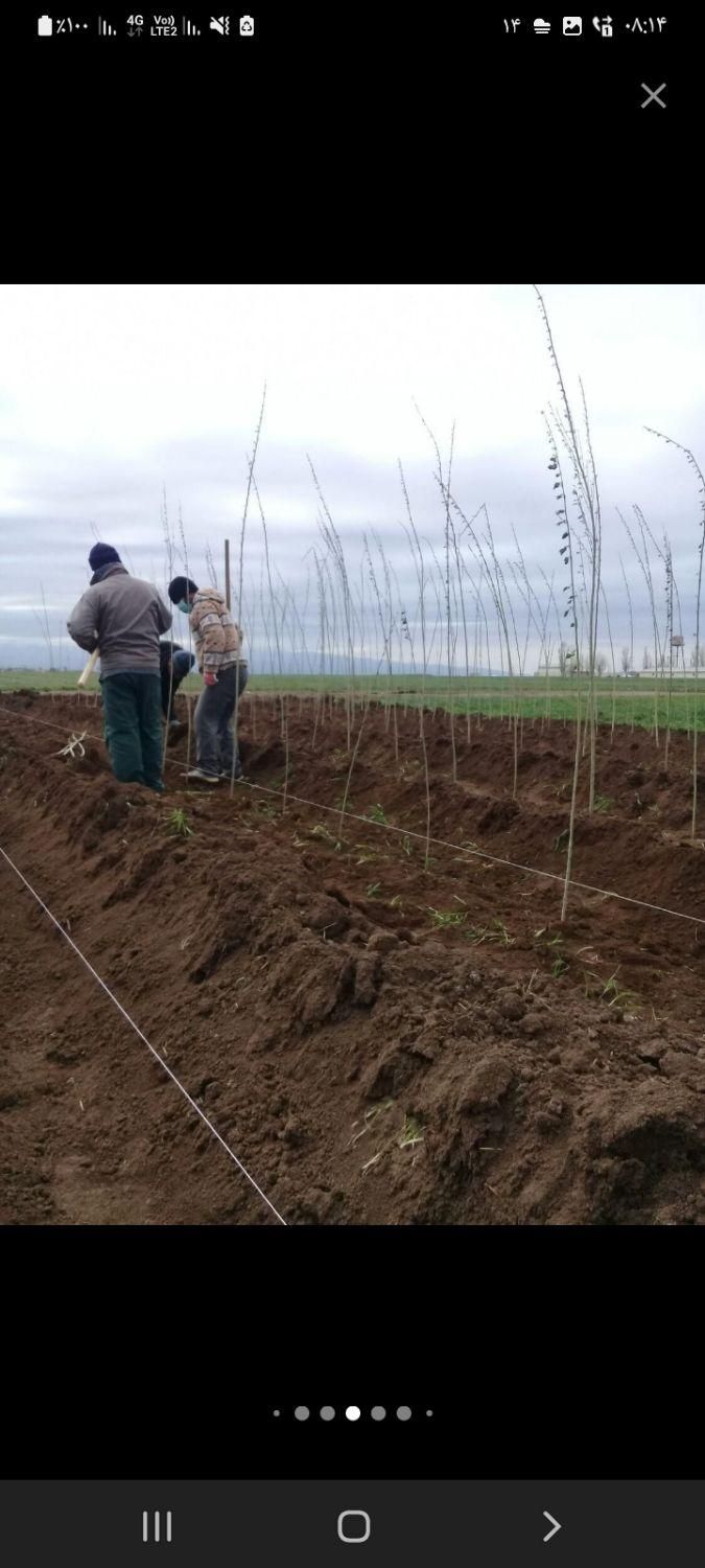 باغبانی هرس طراحی فضای سبزوکاشت انواع نهال وگل|خدمات باغبانی و درختکاری|اردبیل, |دیوار