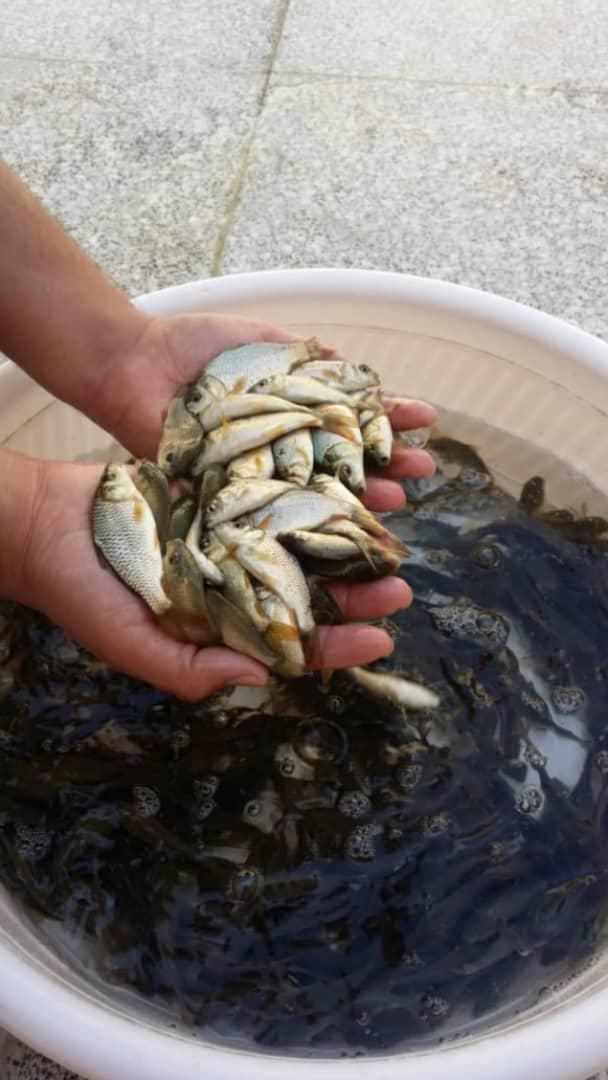 بچه ماهی کپور|ماهی|تهران, امیریه|دیوار