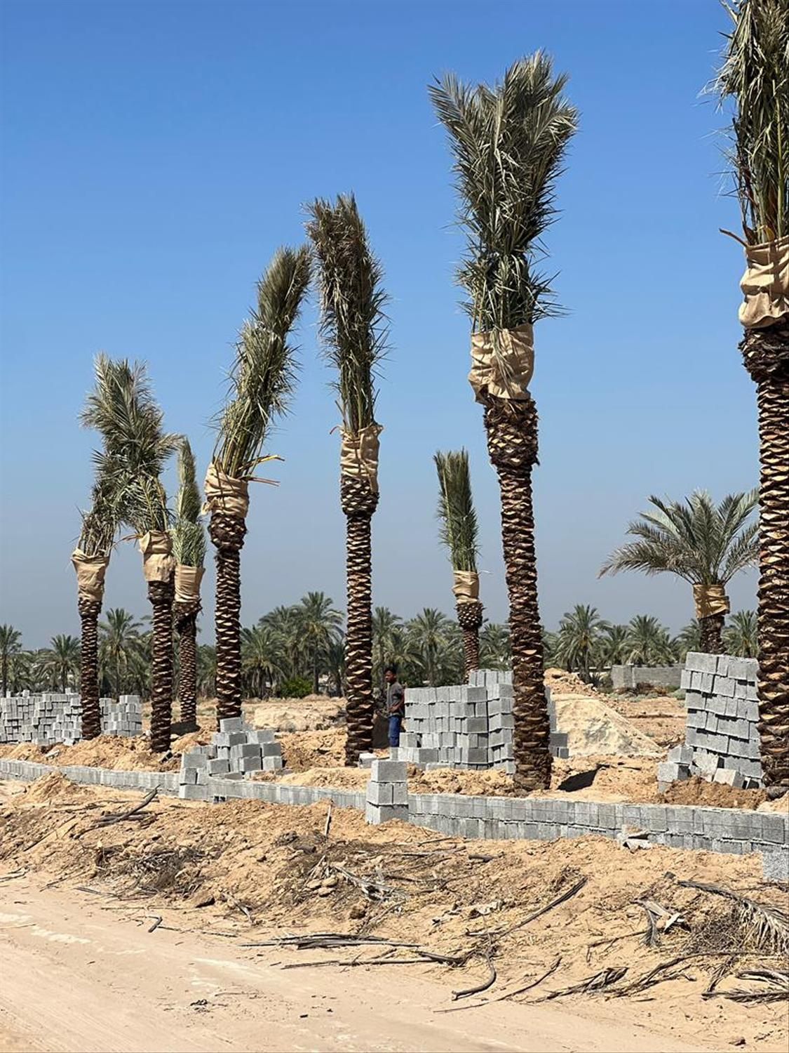 نخلستان در انزلی|خدمات باغبانی و درختکاری|بندر انزلی, |دیوار