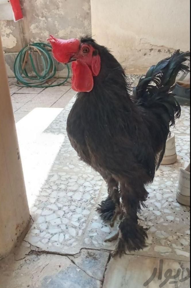 مرغ محلی مرندی خروس یه تیغ سیاه برای رفع بلا وچشم|حیوانات مزرعه|فردیس, |دیوار