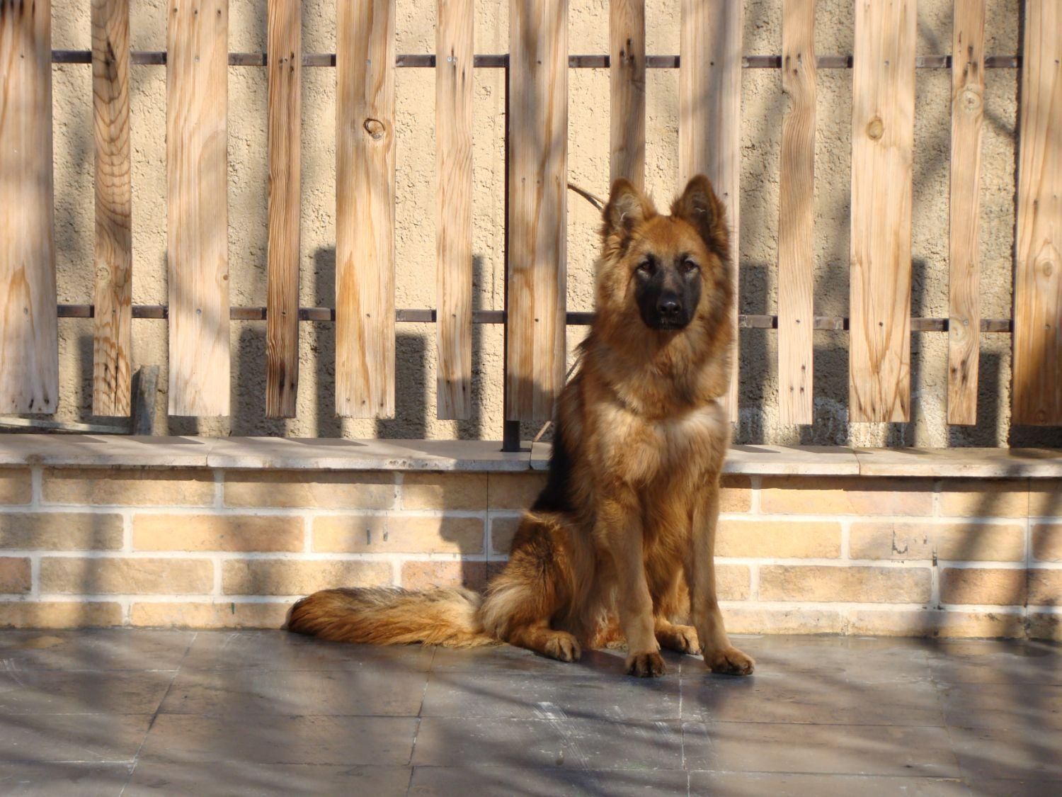 پانسیون نگهداری و آموزش سگ کوچیک و بزرگ|خدمات پیشه و مهارت|تهران, تهرانسر غربی|دیوار