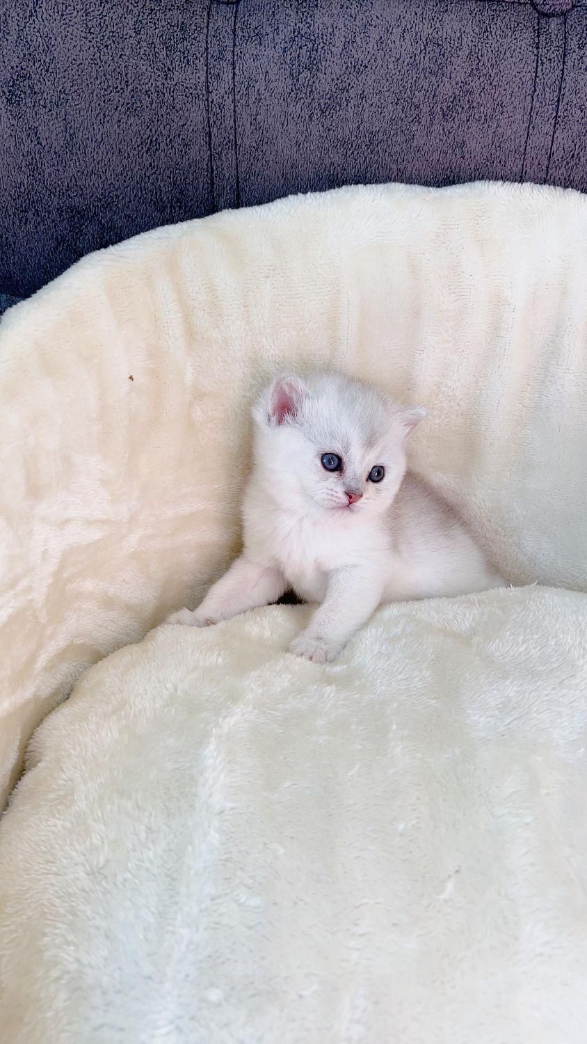 گربه اسکاتیش بریتیش پرشین ملوس و آپارتمانی|گربه|آبادان, |دیوار