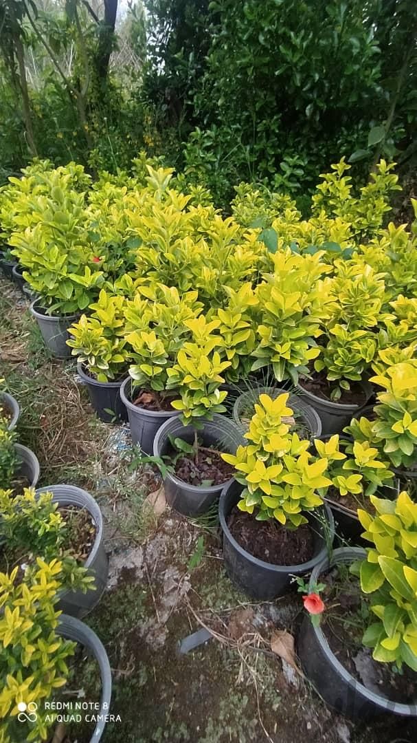 شمشاد  طلایی سبز نعنای|گل و گیاه طبیعی|کرج, شهریار|دیوار