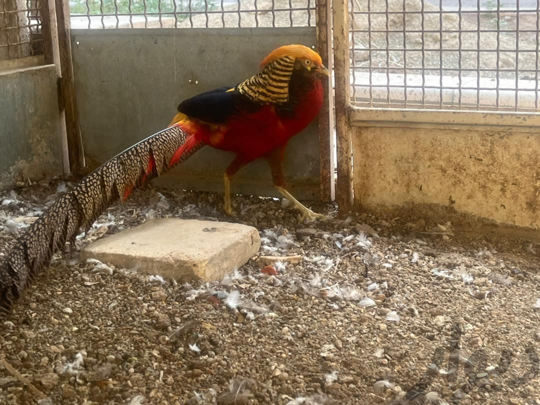 طاووس|پرنده|تهران, دروازه شمیران|دیوار