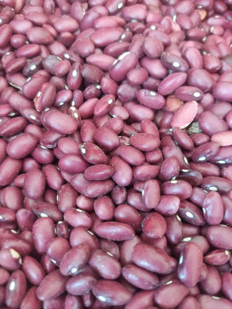 لوبیا قرمز|خوردنی و آشامیدنی|یزد, |دیوار