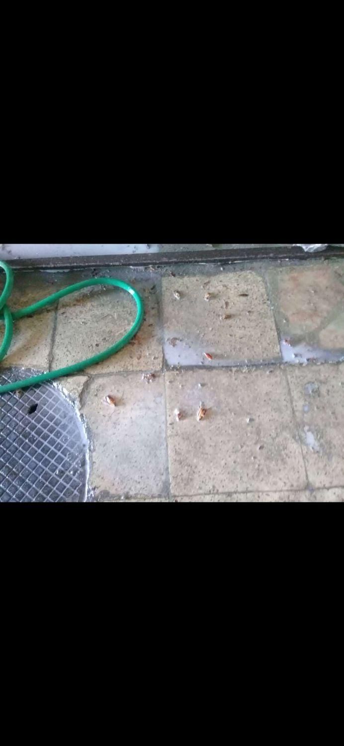 سم‌ پاشی تخصصی حشرات موذی در اصفهان سمپاشی|خدمات نظافت|اصفهان, سعادت‌آباد|دیوار
