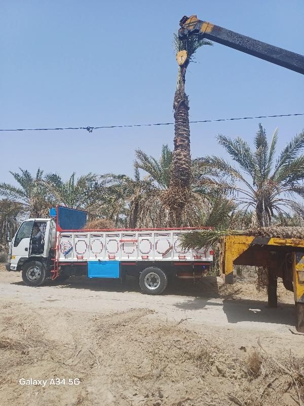 تضمین۱سال درخت نخل خرما ۵۰۰۰|خدمات باغبانی و درختکاری|اهواز, کوی ملی راه|دیوار