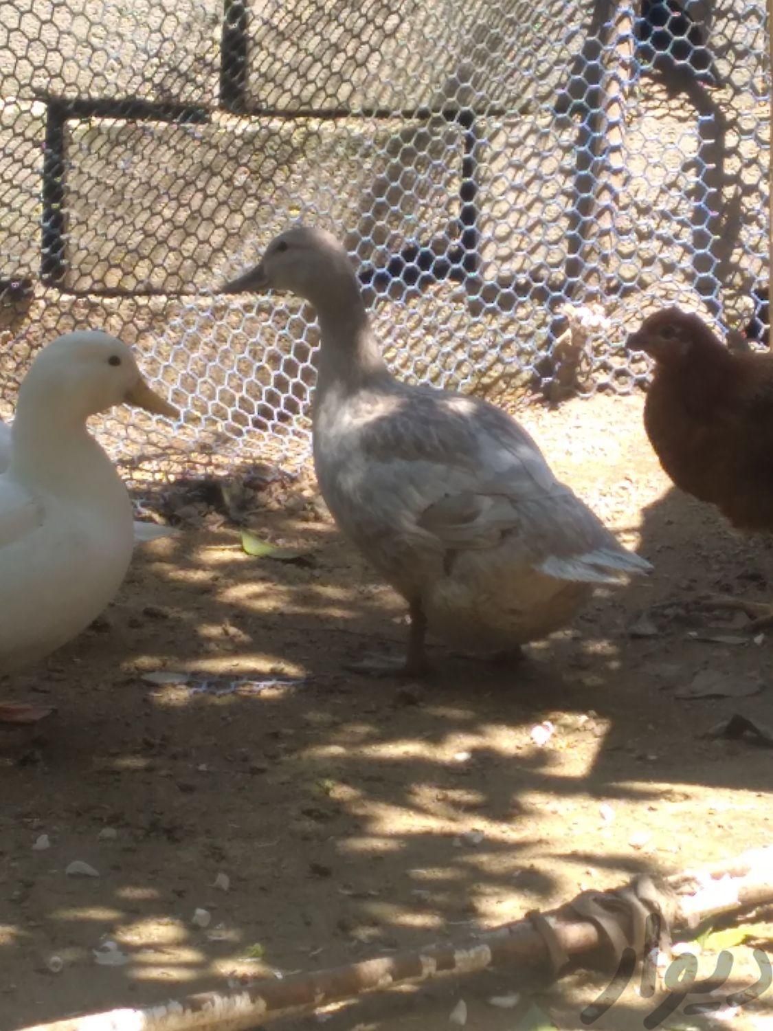 اردک مرواریدی و اسرائیلی تخم کن|حیوانات مزرعه|سرخرود, |دیوار