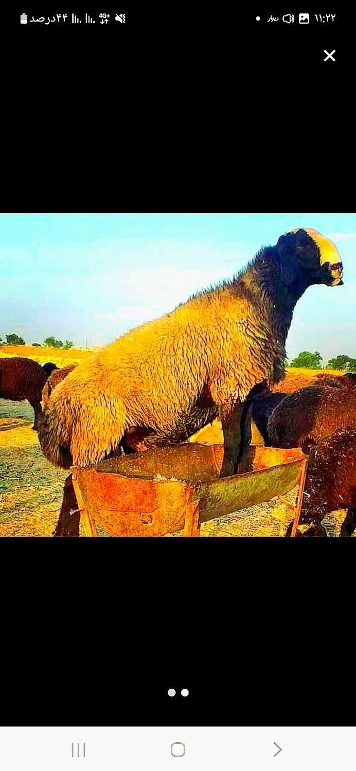 *جایگاه مرکزی*دامِ زنده/نصفه گوشت تضمینی/خونی|حیوانات مزرعه|مشهد, جانباز|دیوار