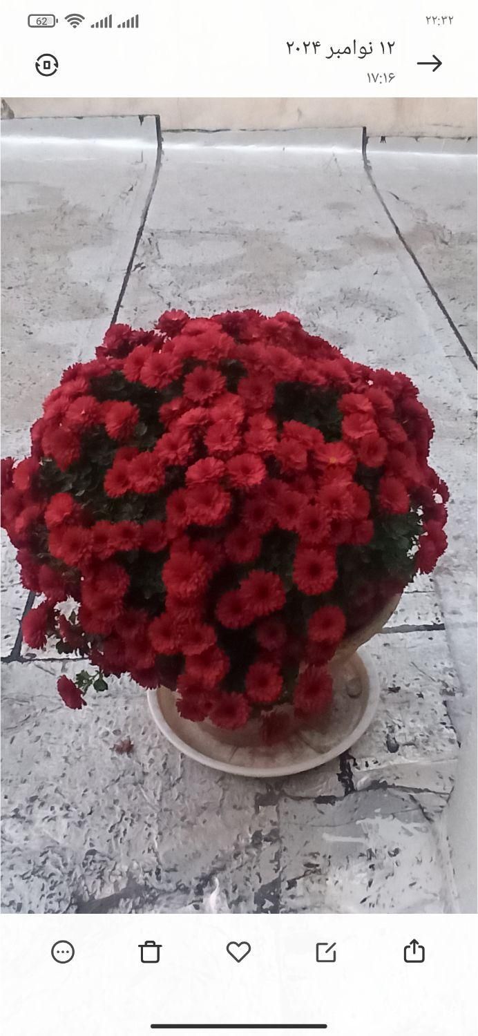 هرس -شمشاد زنی -علف زنی با دستگاه -سمپاشی باغ حیاط|خدمات باغبانی و درختکاری|زنجان, |دیوار