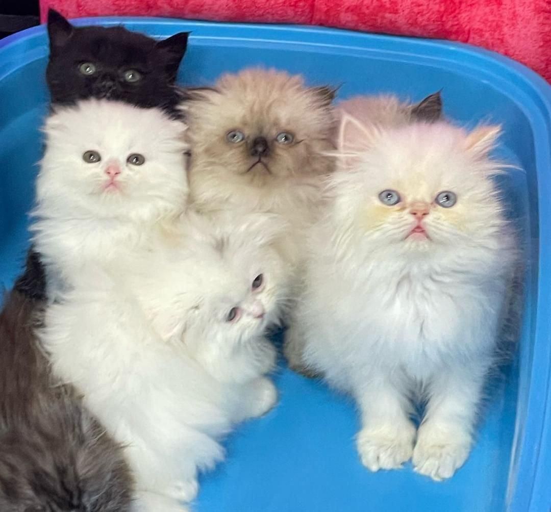 مجموعه گربه های نایس و دلربا|گربه|اصفهان, احمدآباد|دیوار