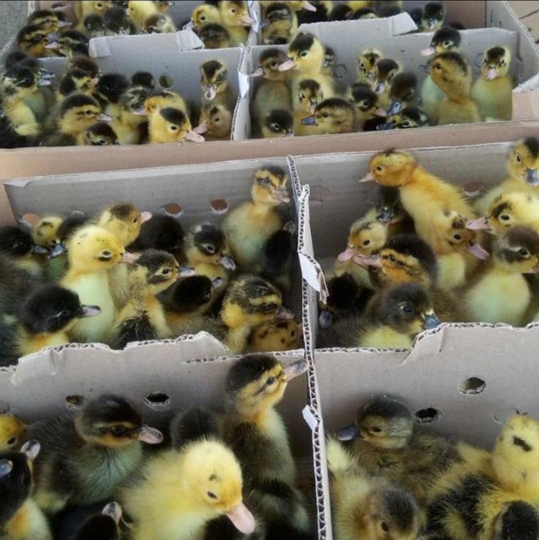 ++جوجه رنگی جوجه محلی کاکلی|حیوانات مزرعه|میانه, |دیوار