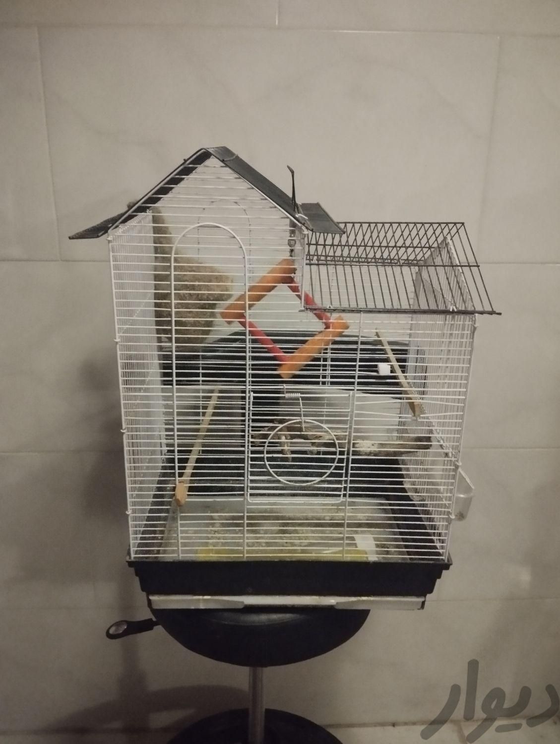 قفس پرنده|لوازم جانبی مربوط به حیوانات|تاکستان, |دیوار