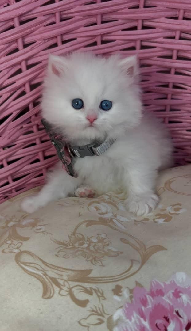 گربه ها بهترین بهترین همدم های خانگی|گربه|اصفهان, احمدآباد|دیوار