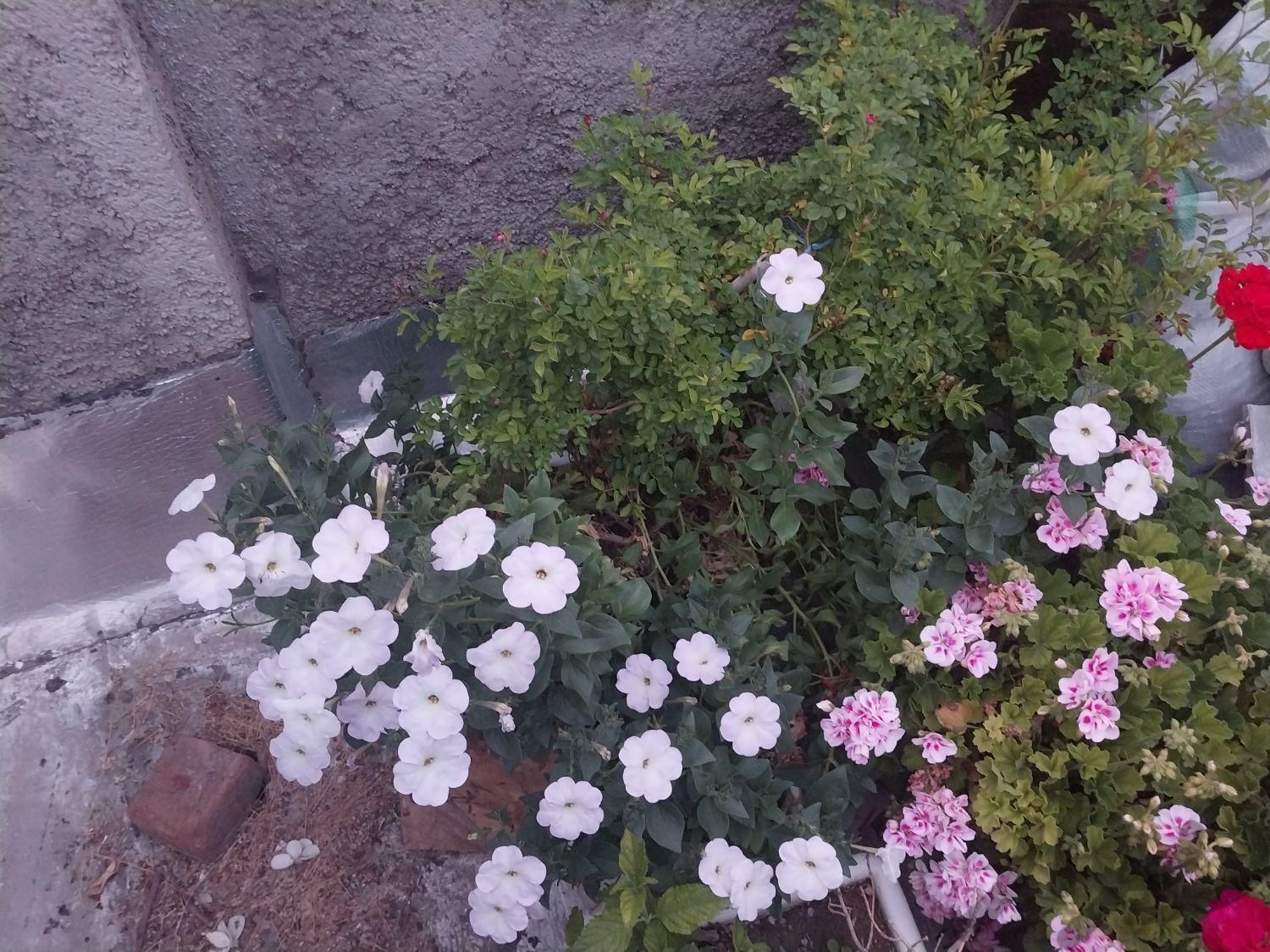 گلدان طبیعی|گل و گیاه طبیعی|تهران, علی‌آباد|دیوار