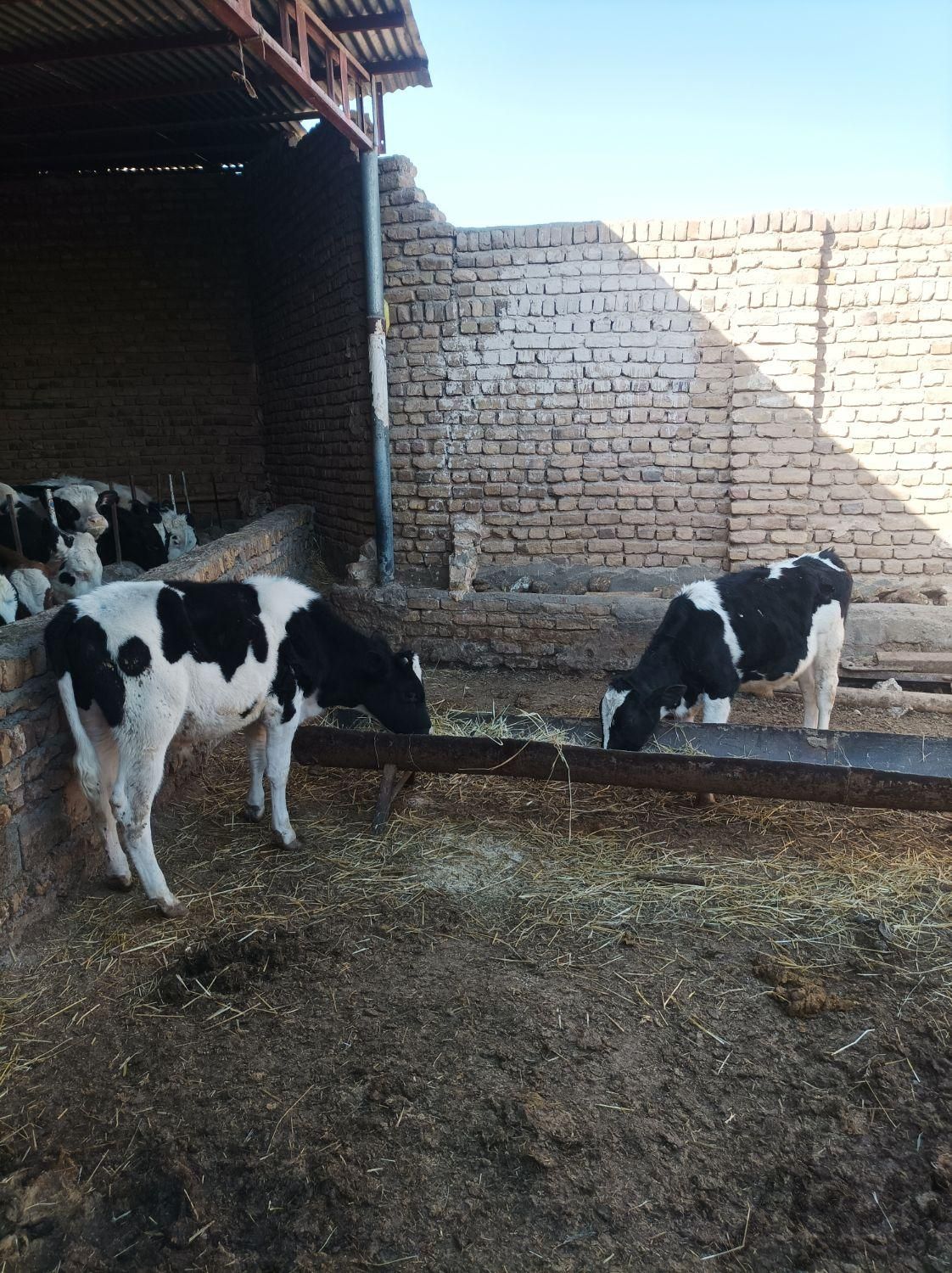 دوعدد گوساله نر|حیوانات مزرعه|مشهد, آبکوه|دیوار