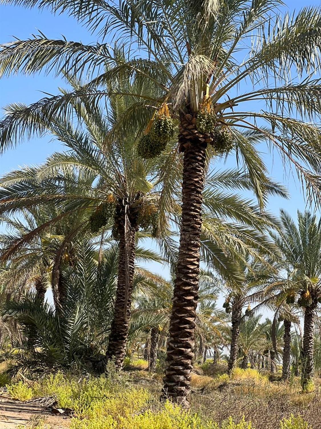 نخلستان در انزلی|خدمات باغبانی و درختکاری|بندر انزلی, |دیوار