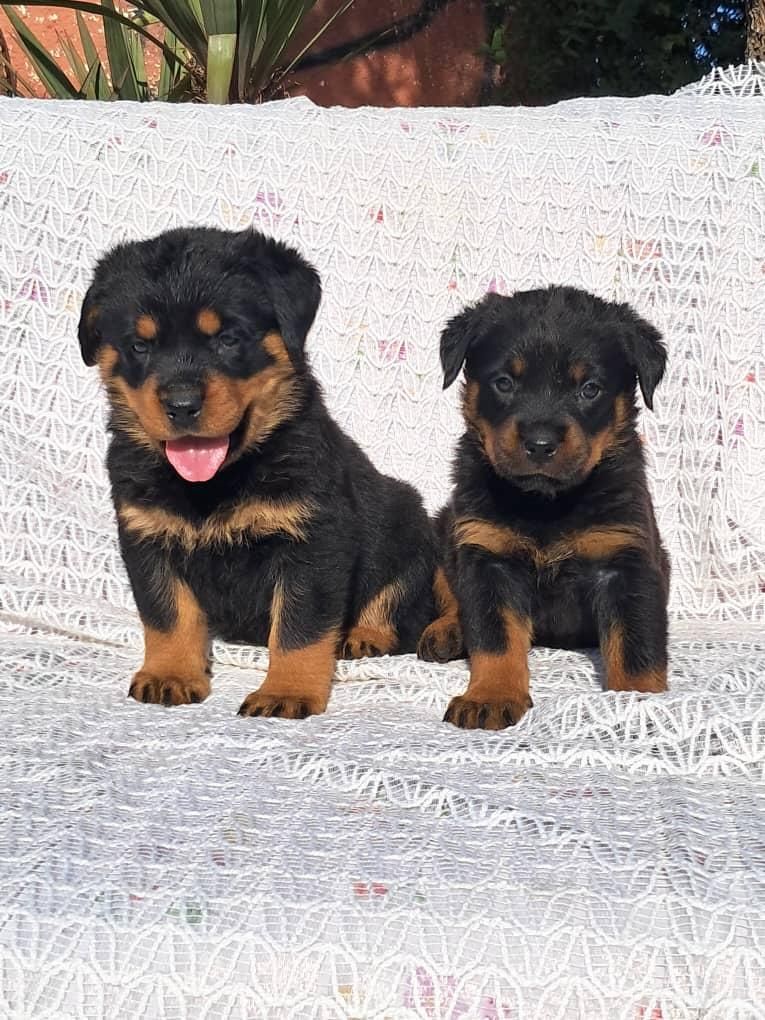 پرورش ژرمن- رتوایلر -دوبرمن و کنکورسو ۶۰ روزه|سگ|اهواز, کیانپارس |دیوار