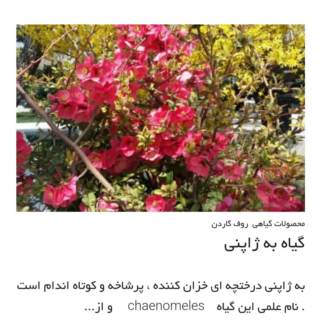 خاک روف گاردن و خاک باغچه|خدمات باغبانی و درختکاری|تهران, آجودانیه|دیوار