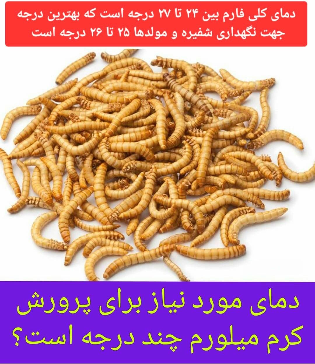 تولید میلورم|خزنده|کرمان, |دیوار