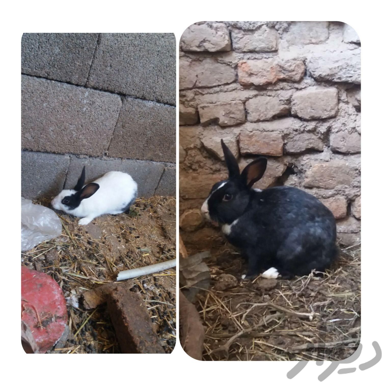 خرگوش بالغ وجوجه|موش و خرگوش|علی‌آباد کتول, |دیوار
