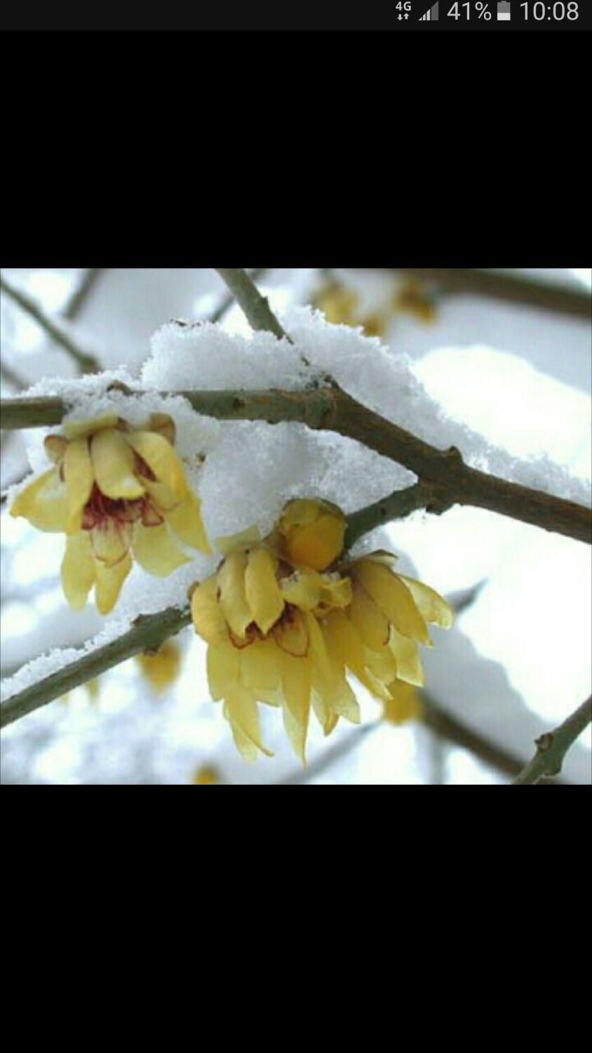 گل یخ خوش عطر زمستانی در سن و سایز متفاوت|گل و گیاه طبیعی|تهران, تجریش|دیوار