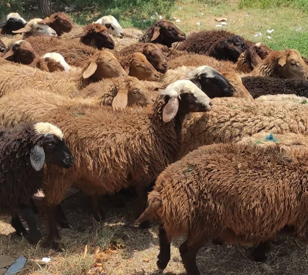 گوسفند زنده20کیلو تا65کیلو جهت قربانی سرتاسر تهران|حیوانات مزرعه|تهران, استاد معین|دیوار