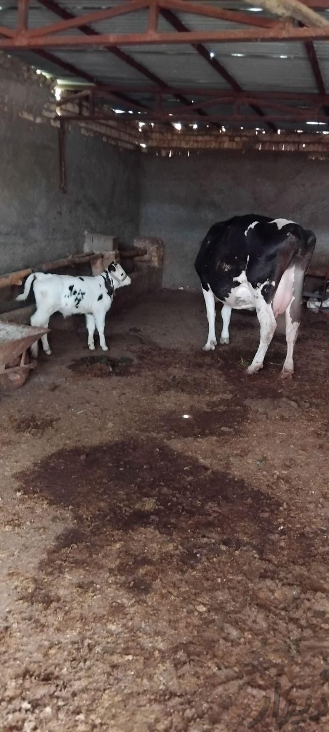 گاو وگوساله  گوساله نر 25کیلو شیر|حیوانات مزرعه|اسفراین, |دیوار