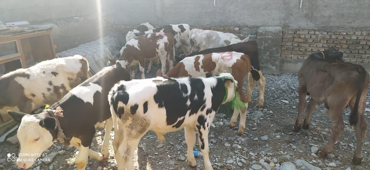 فروش گوساله سمینتال هلشتاین اصیل نرماده|حیوانات مزرعه|بندر ترکمن, |دیوار