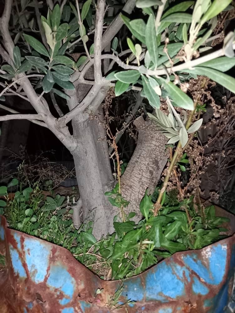 سرویس نهالستان نهال درخت گل گیاه آپارتمانی خانگی|خدمات باغبانی و درختکاری|تهران, زعفرانیه|دیوار