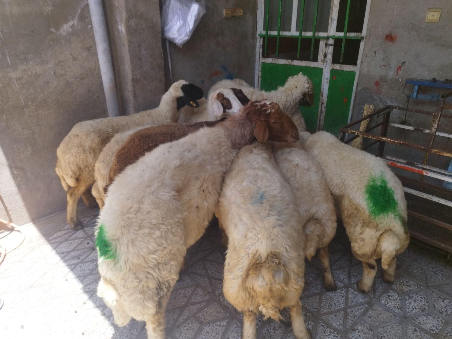 برهنر برای کشتار و میش و شیشک و بز|حیوانات مزرعه|بروجرد, |دیوار