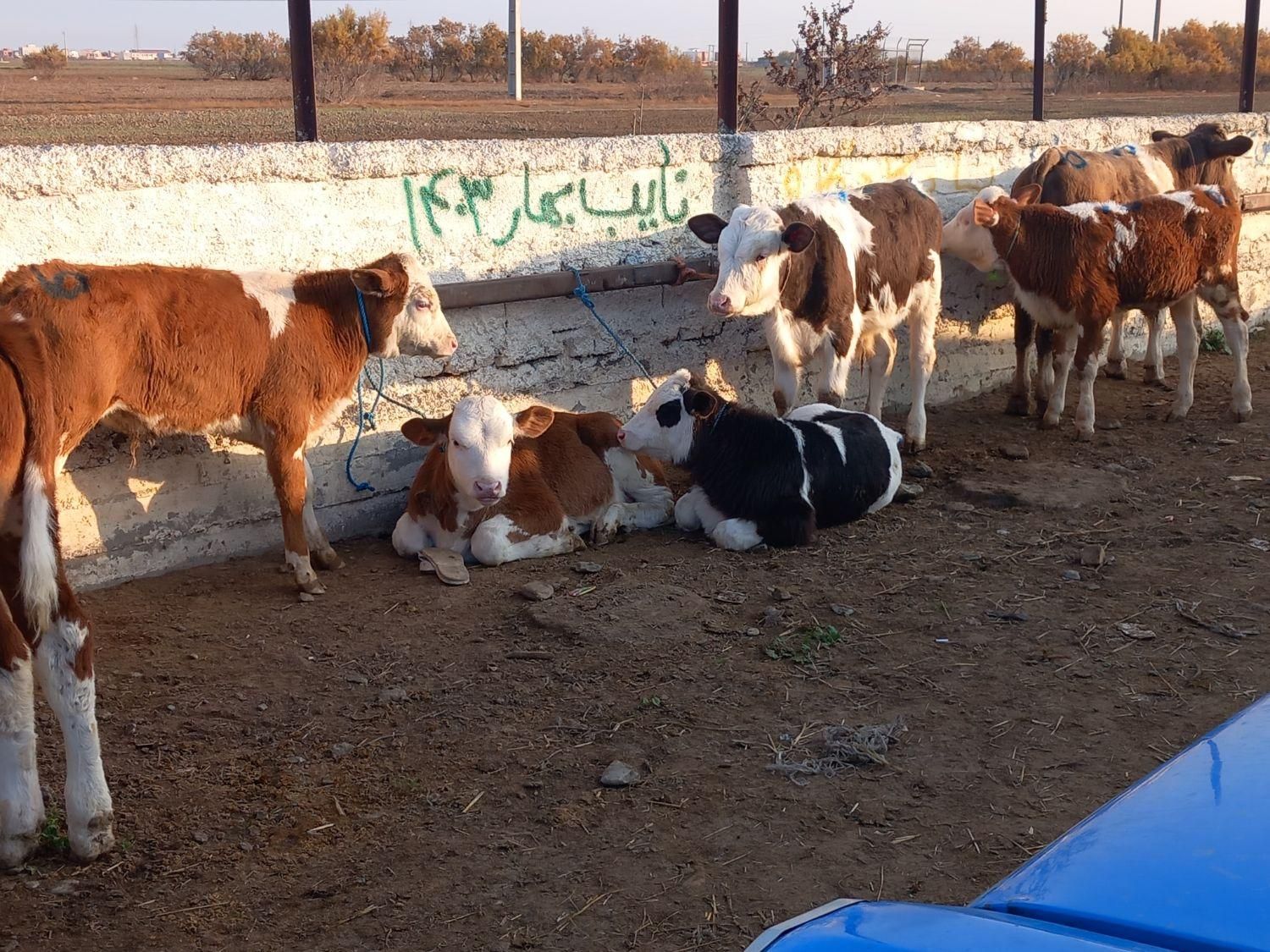 سیمینتال نر اصیل استان گلستان|حیوانات مزرعه|شیراز, احمدآباد|دیوار
