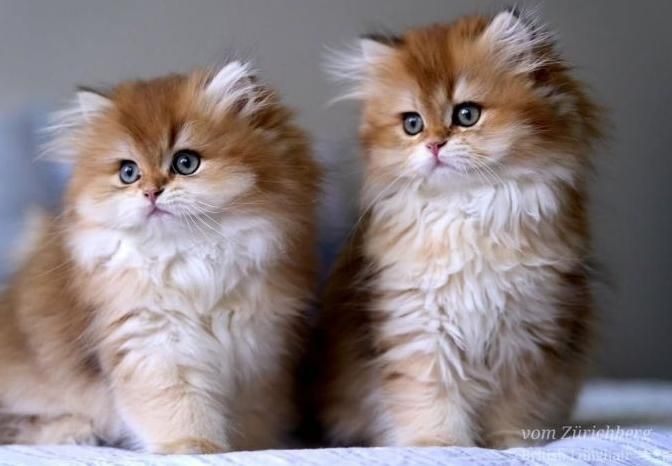 بچه گربه های اشرافی در مشهد|گربه|مشهد, امیریه|دیوار