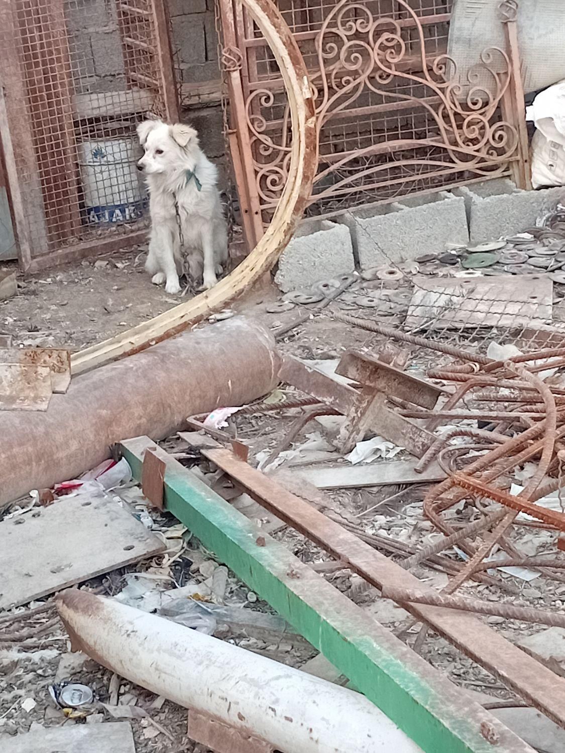 سگ نگهبان|سگ|ماهدشت, |دیوار