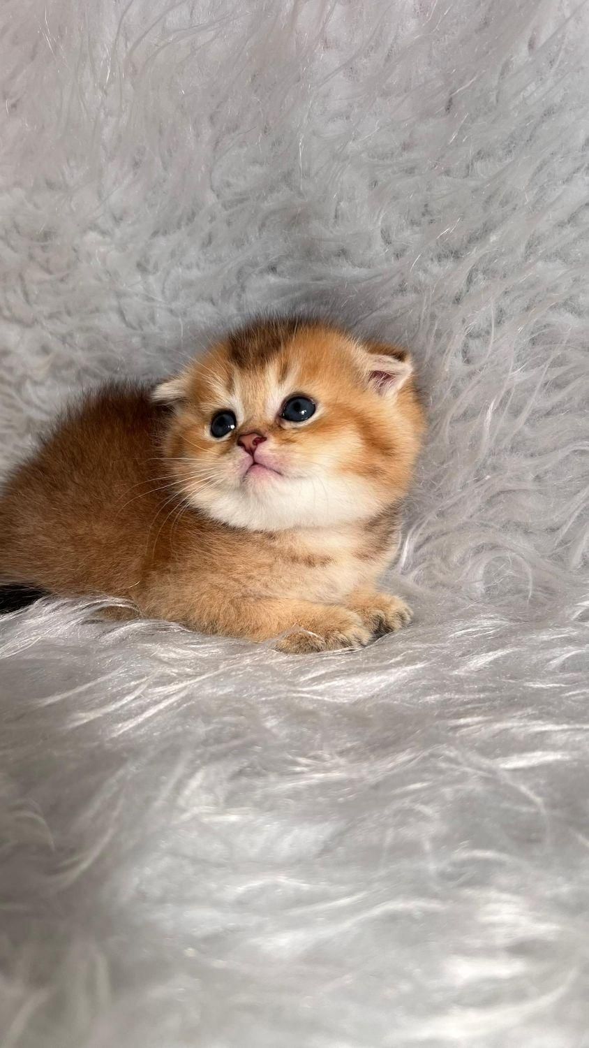 گربه های گلد اشرافی ( مجموعه تخصصی گلد iran cats (|گربه|اهواز, گلستان|دیوار