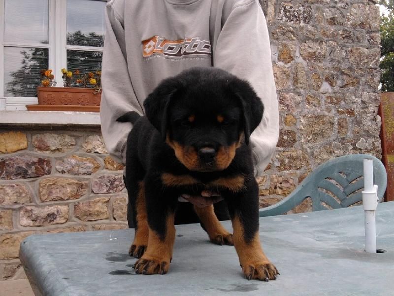 روت پوزه دلقکی با درجه کیفیت بالا،سگ Rottweiler|سگ|تهران, ایوانک|دیوار
