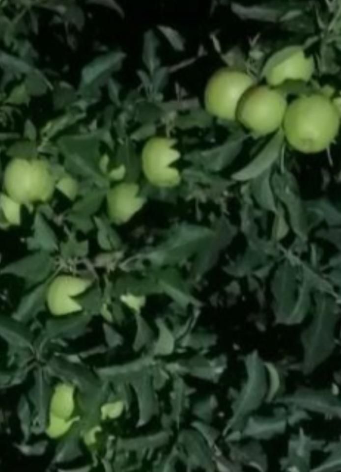 خریدار گردو و اجاره میوه شما روی درخت|خدمات باغبانی و درختکاری|تبریز, |دیوار