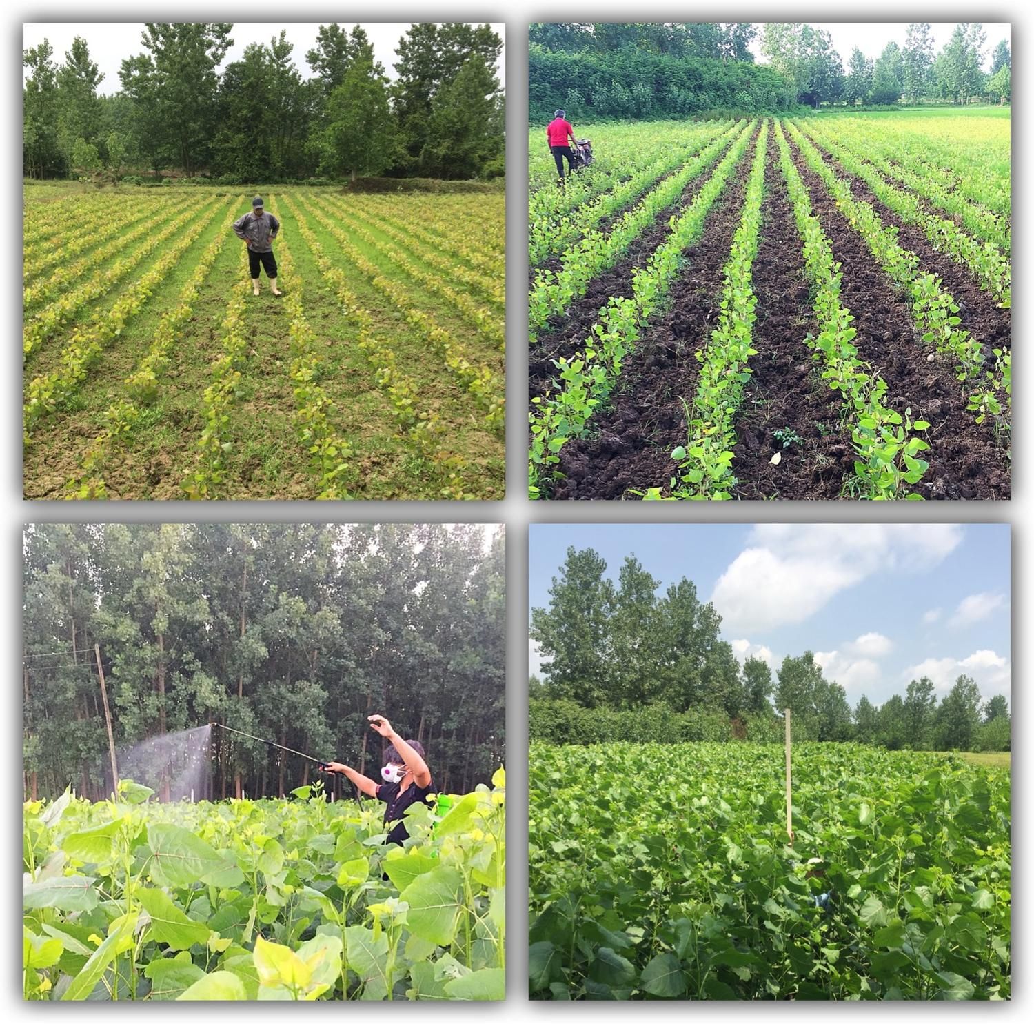 نهال صنوبر|خدمات باغبانی و درختکاری|رشت, نیروی دریایی|دیوار