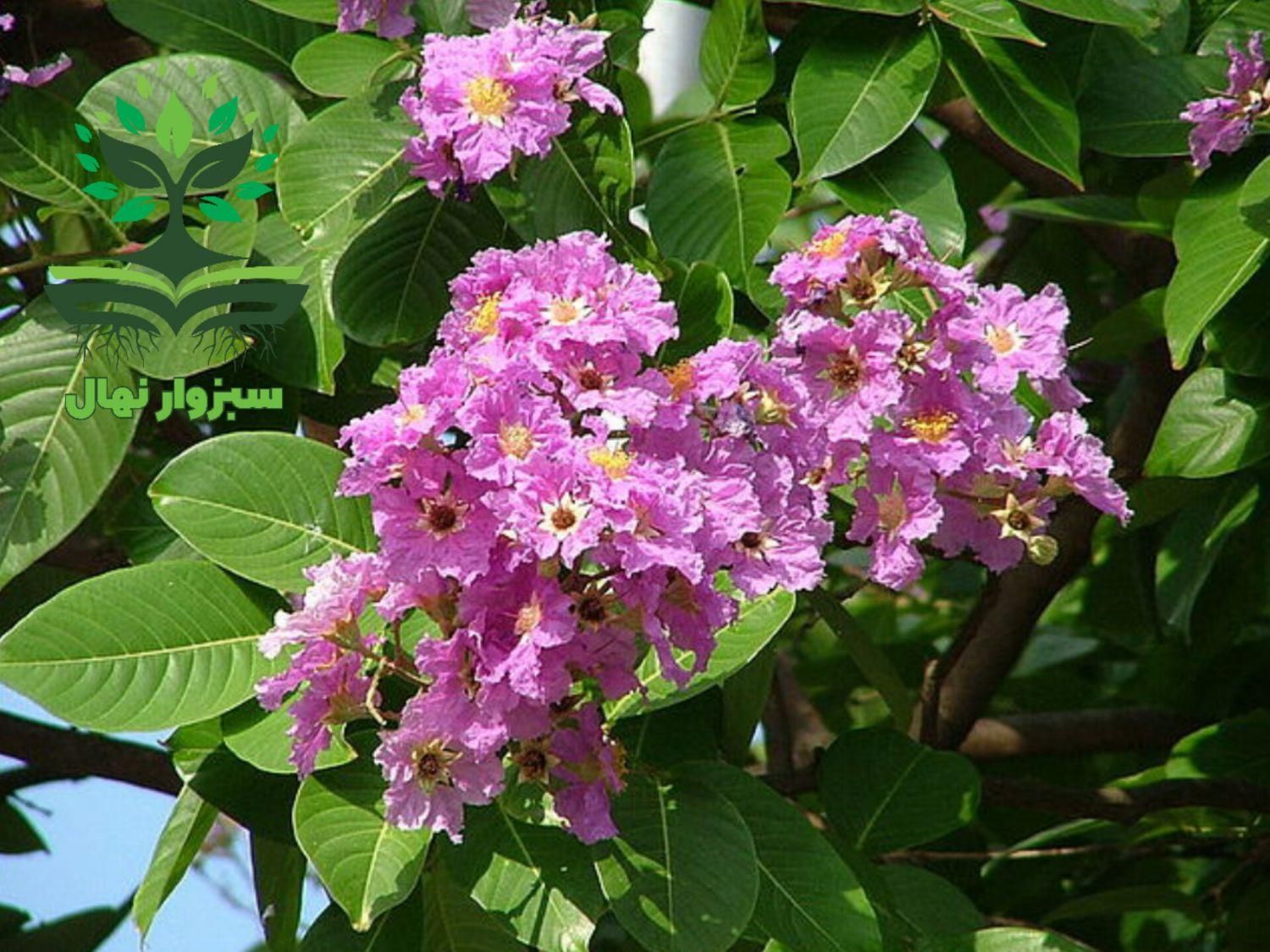 درختچه توری ملکه ( سبزوار نهال)|گل و گیاه طبیعی|سبزوار, کهنه آب|دیوار