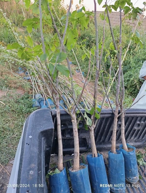 نهال گردو گلدانی خوشه ای کاشت آسان تابستانی|خدمات باغبانی و درختکاری|اصفهان, جوزدان الیادران|دیوار
