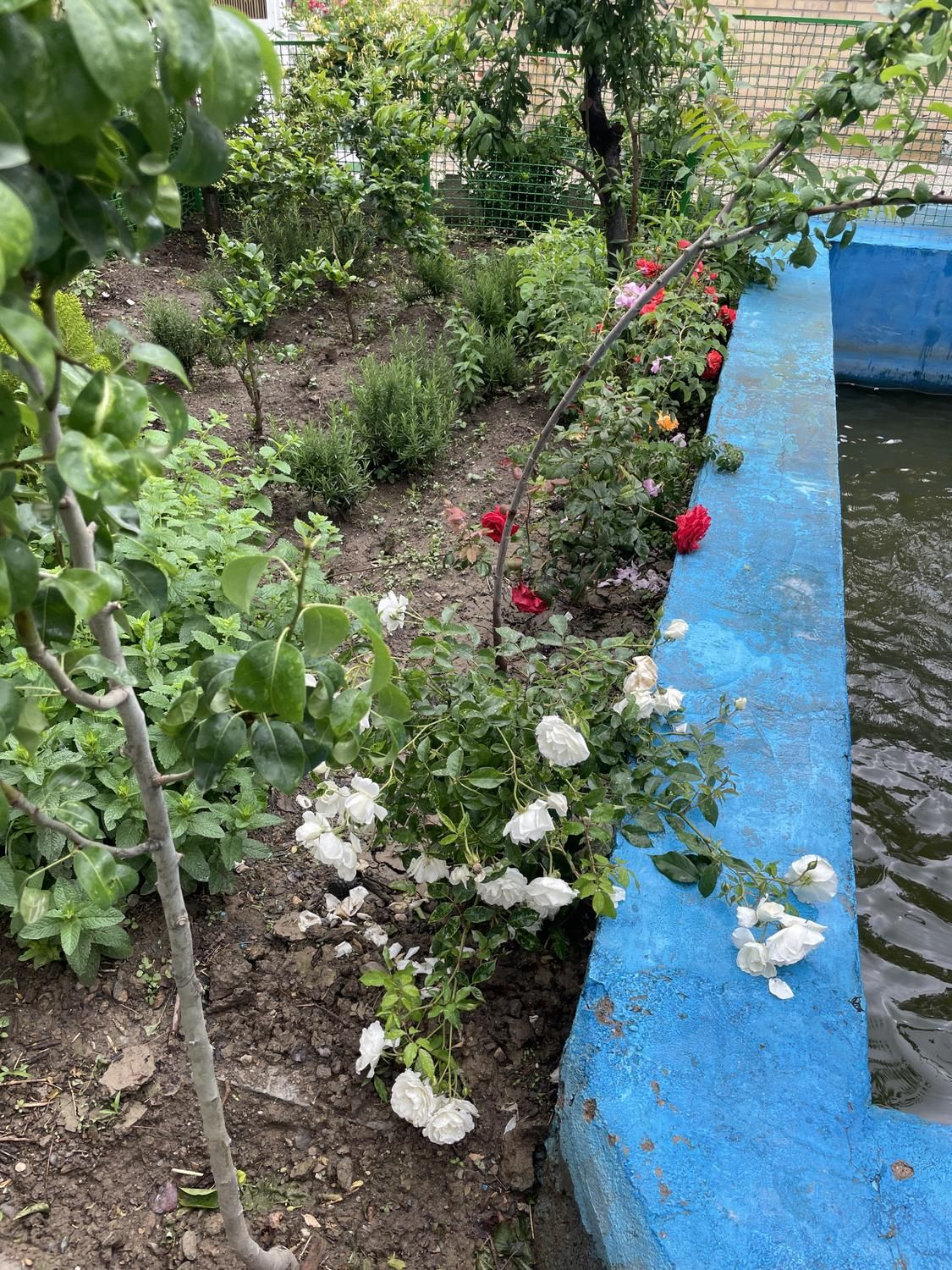 پنج هزارمتر زمین گلبهار ویلایی تحویل ششدانک|فروش زمین و ملک کلنگی|مشهد, آبکوه|دیوار