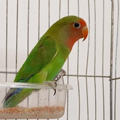 طوطی برزیلی گمشده|حیوانات|دورود, |دیوار