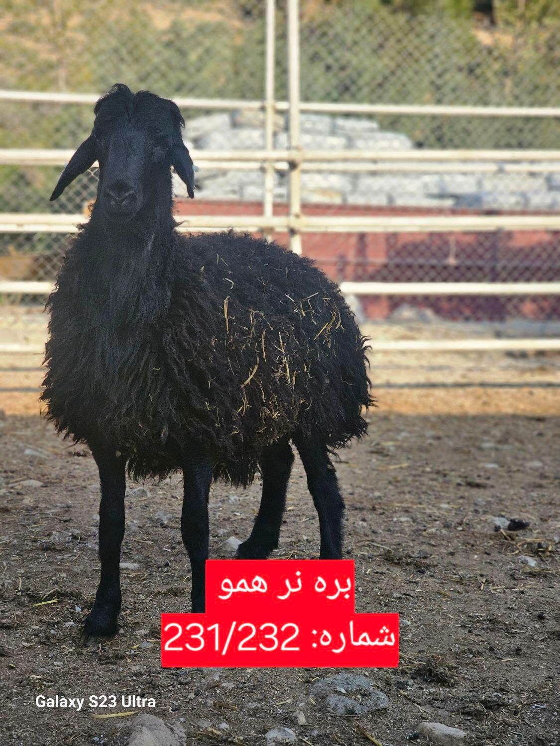 گوسفند چندقلوزا میش قوچ بره نر ماده همو و هترو|حیوانات مزرعه|تهران, لویزان|دیوار