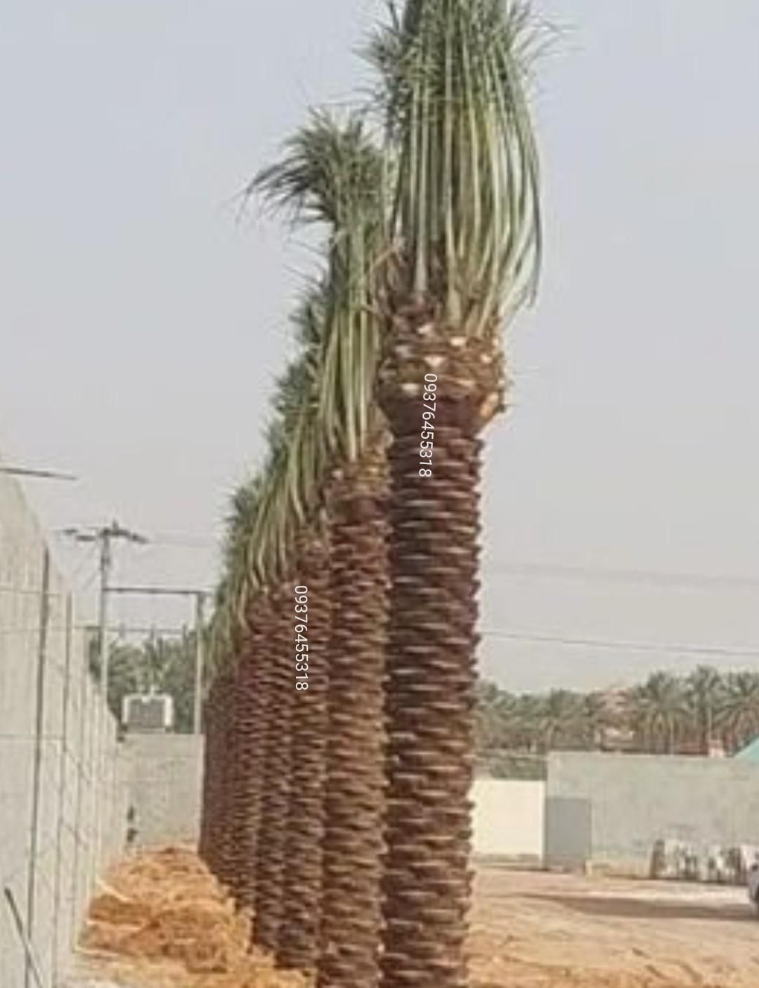 نخل پاجوش نهال برحی فحل خرما|گل و گیاه طبیعی|اهواز, فاز ۲ پادادشهر|دیوار