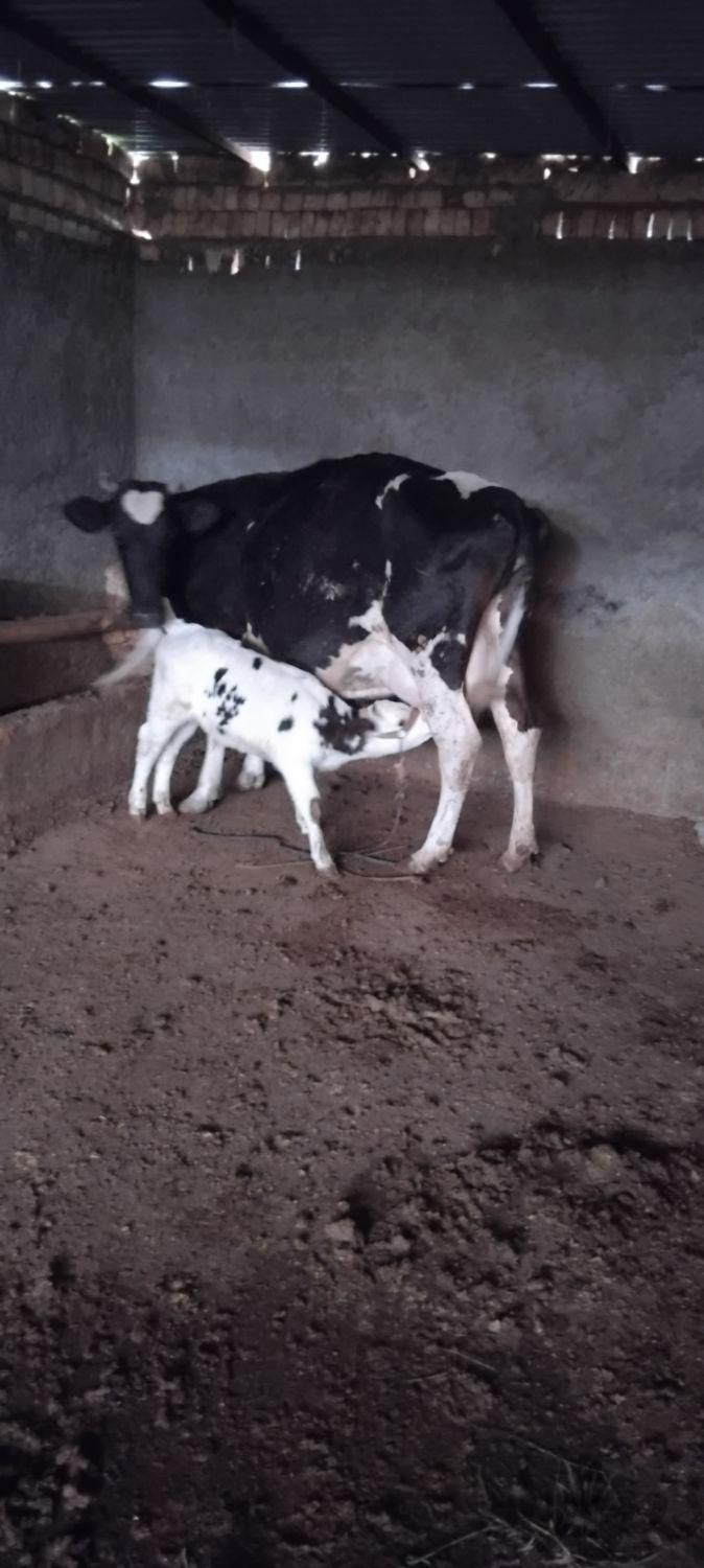 گاو وگوساله  گوساله نر 25کیلو شیر|حیوانات مزرعه|اسفراین, |دیوار