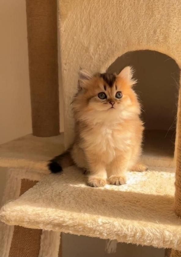 مجموعه گربه های مهربون ( بریتیش پرشین اسکاتیش)|گربه|اهواز, کیانپارس |دیوار